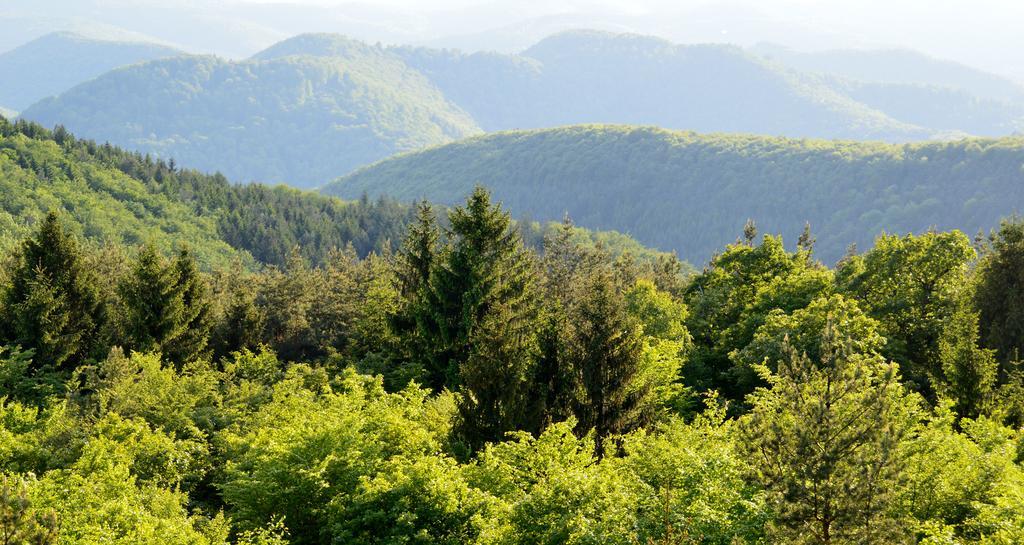 Le Gite De L'Ecureuil Sturzelbronn Экстерьер фото